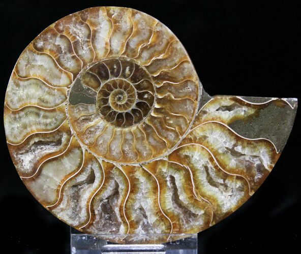 Crystal Lined Ammonite Fossil (Half) #22766